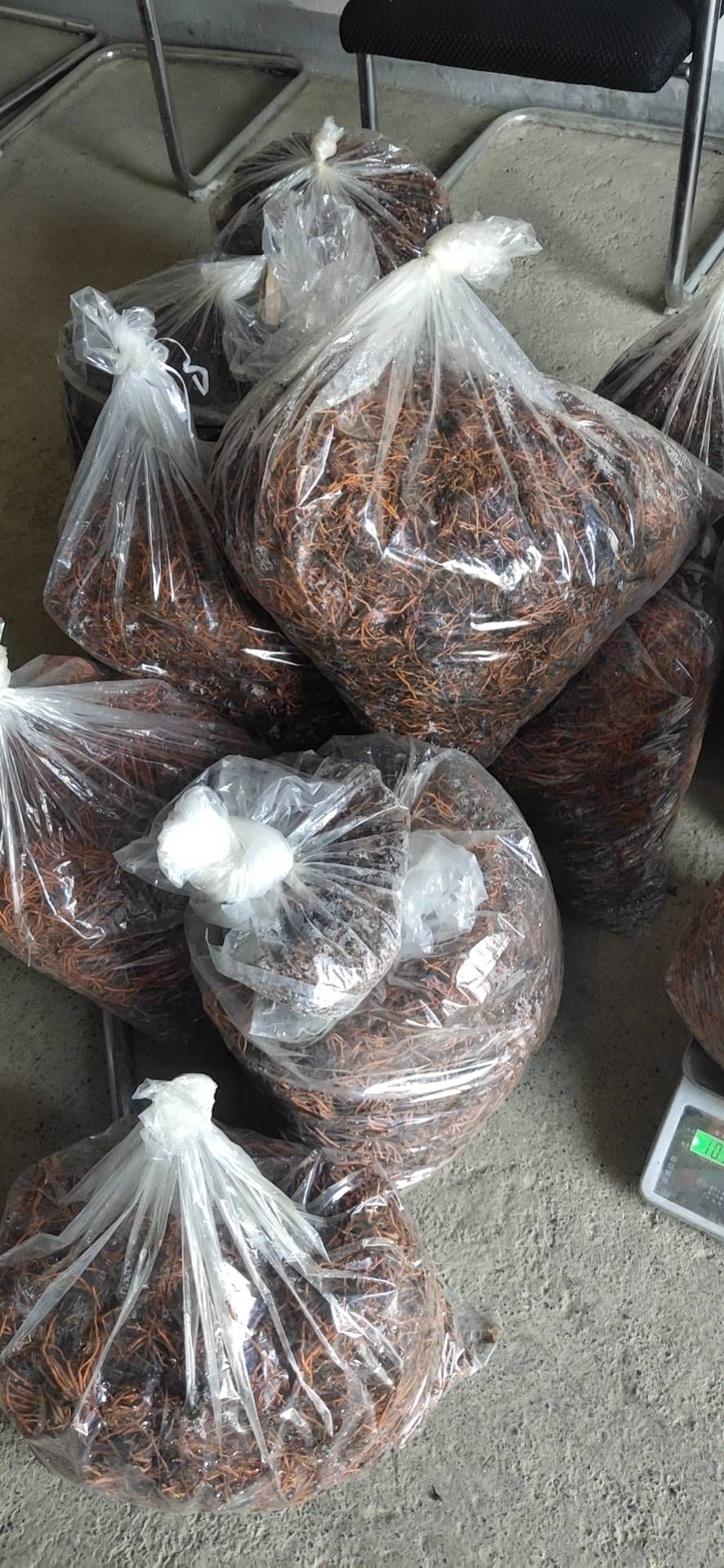 红根野蚕豆鲜根  野蚕豆根，红根野蚕豆，贵州红根野蚕豆，贵州