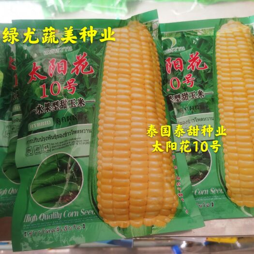 泰系大棒型甜玉米品种太阳花10号，水果型，个大。
