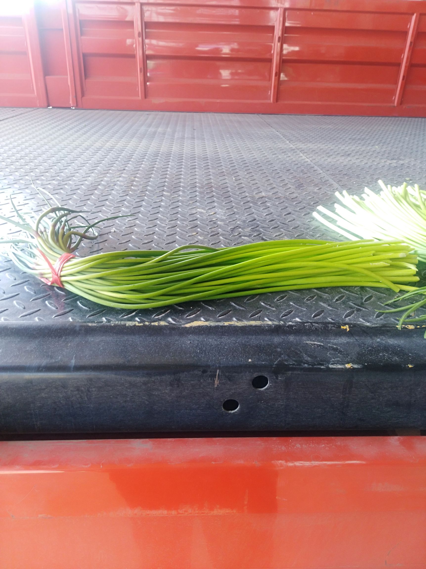 红帽蒜苔  金乡精品   大量供应