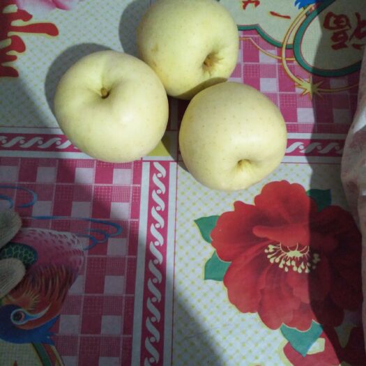 招远市黄元帅苹果 纸袋 黄色 一级果 
