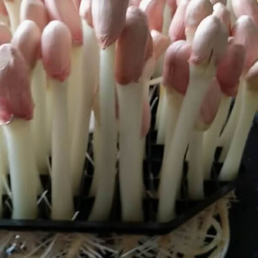 抚州黄豆芽 嫩芽多汁，香甜可口。