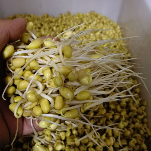昌乐县黄豆芽直销新鲜黄豆芽