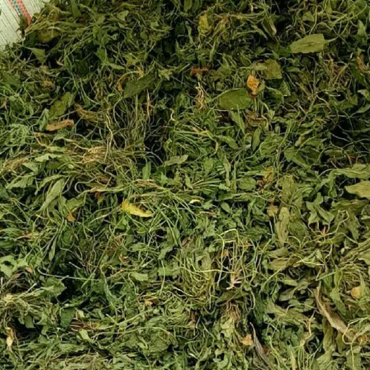 普定县紫花地丁