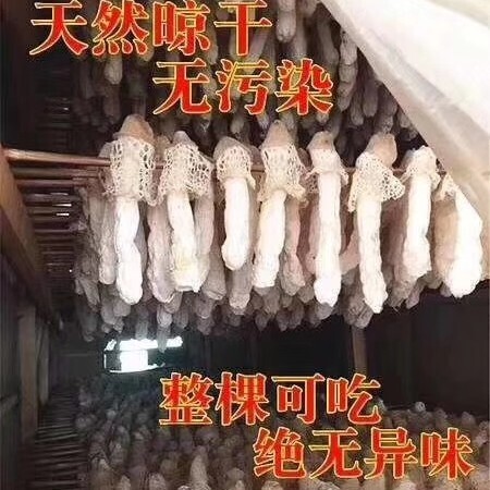 赤水市红托竹荪 卖相好，碎的基本上没有。肉很厚的一句话好好好好好好好好好好好
