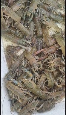文昌市澳洲淡水龙虾苗，澳龙苗，一手货源，保证质量。空运全国各地。