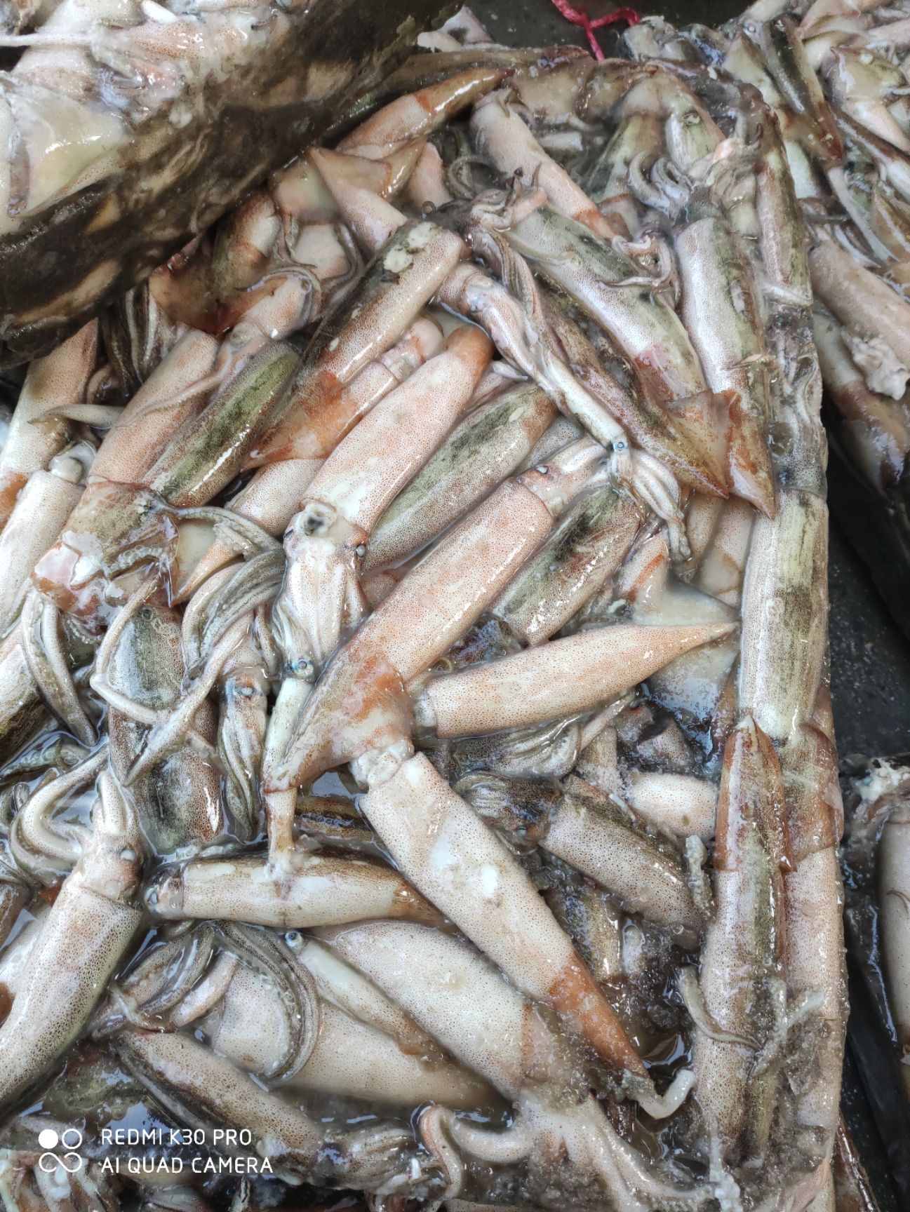 真鱿  饭堂食堂专用，卜卜脆7元/斤，一件40多斤。
