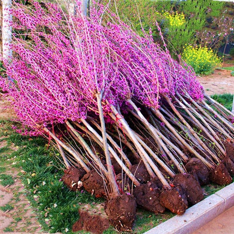 红花紫荆  紫荆花树苗满条红庭院别墅花园观花植物绿化工程树苗
