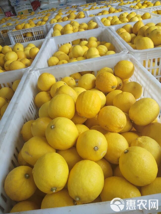 尤力克柠檬安岳黄柠檬主产区供应链大小可选皮薄多汁有坏包赔