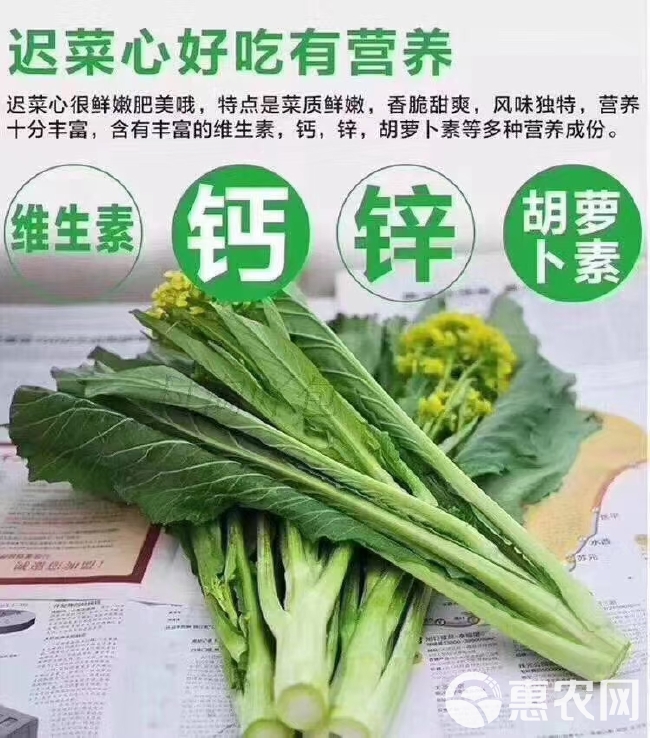 广州菜心  增城迟菜心