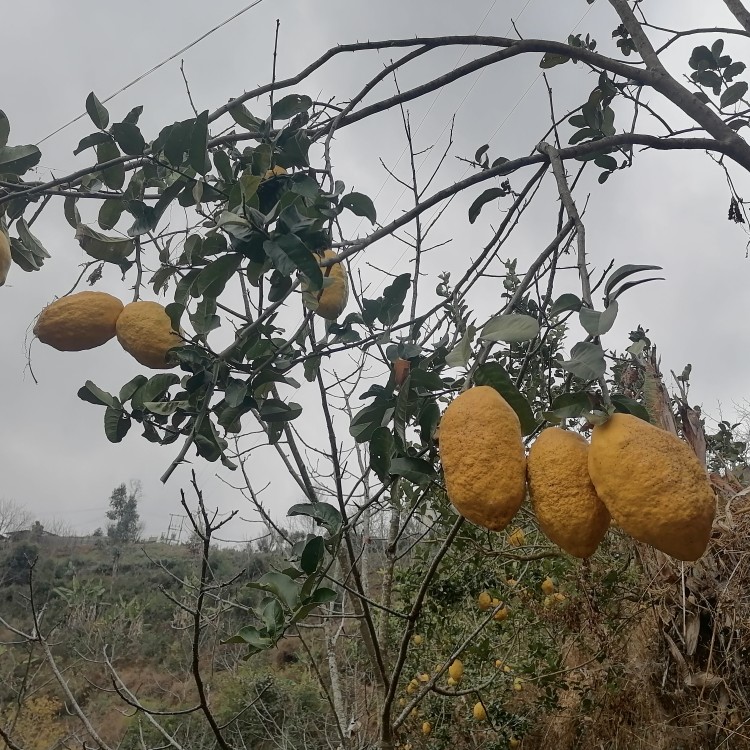 香橼 可，可单水果，还可干泡。