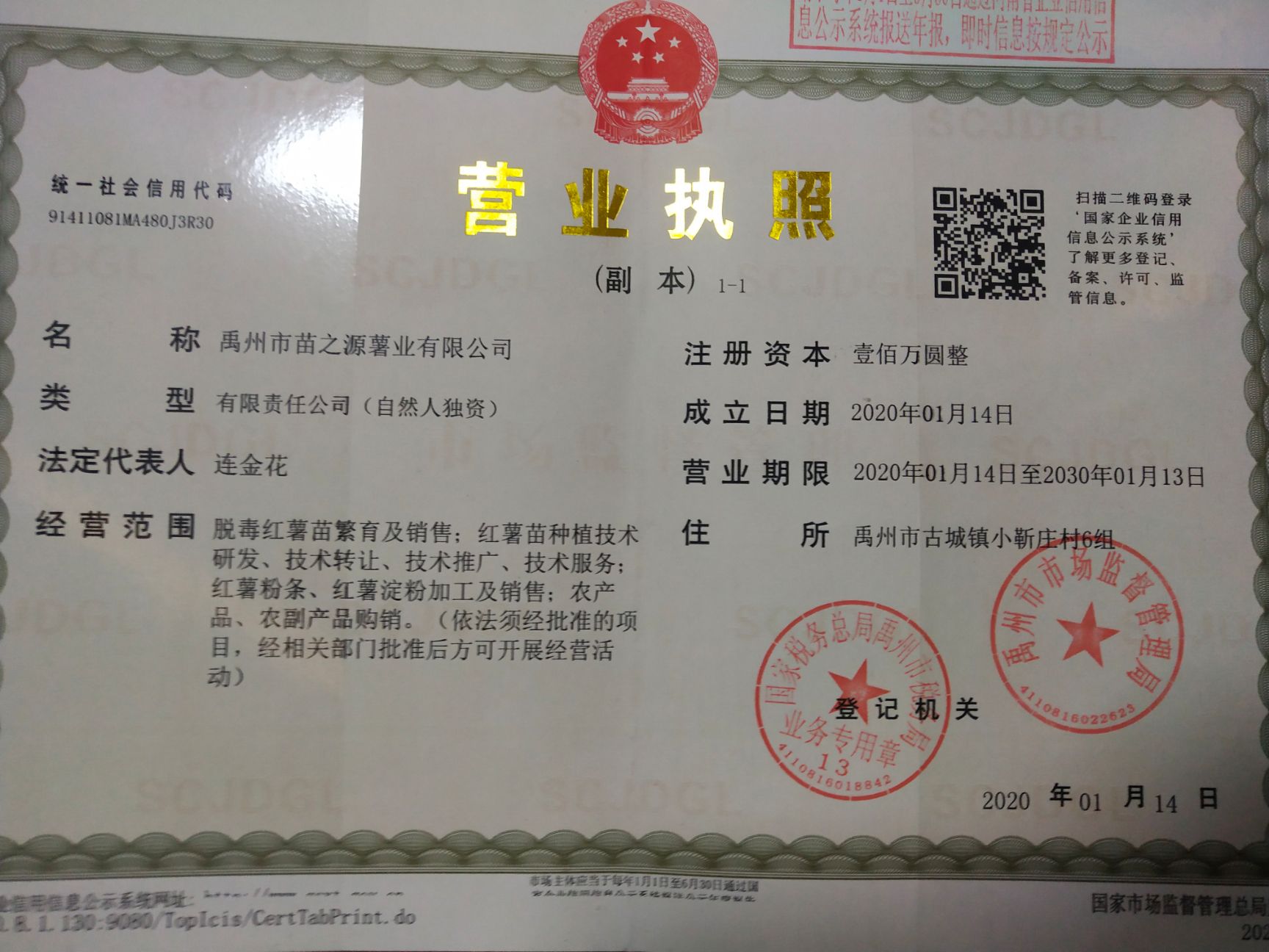 原种脱毒商薯19红薯苗，冷棚育苗，都是经过凉晒好才出苗的