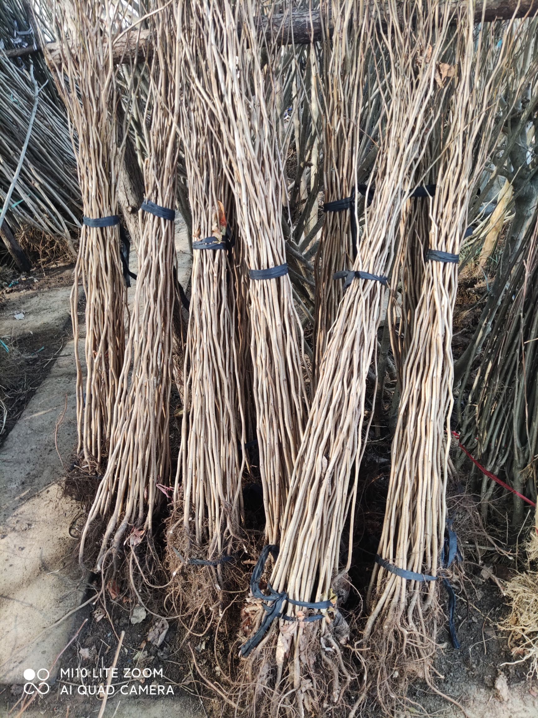 红花紫荆  紫荆花树苗满条红庭院别墅花园观花植物绿化工程树苗