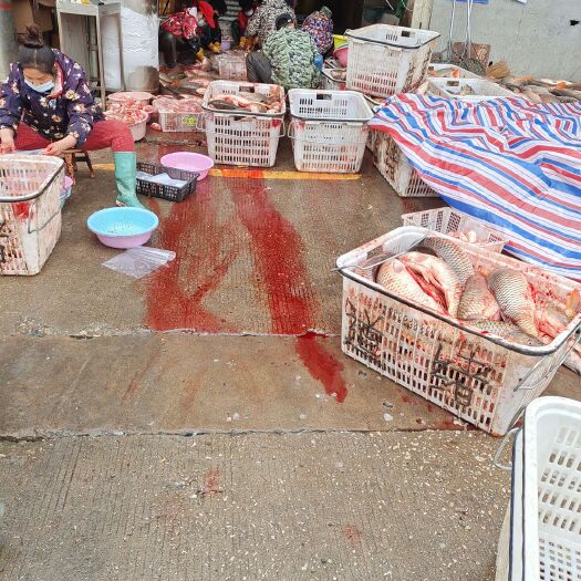 武汉鲤鱼籽  鲤鱼鱼籽