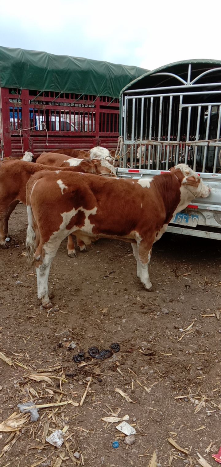 肉牛  正宗西门塔尔牛