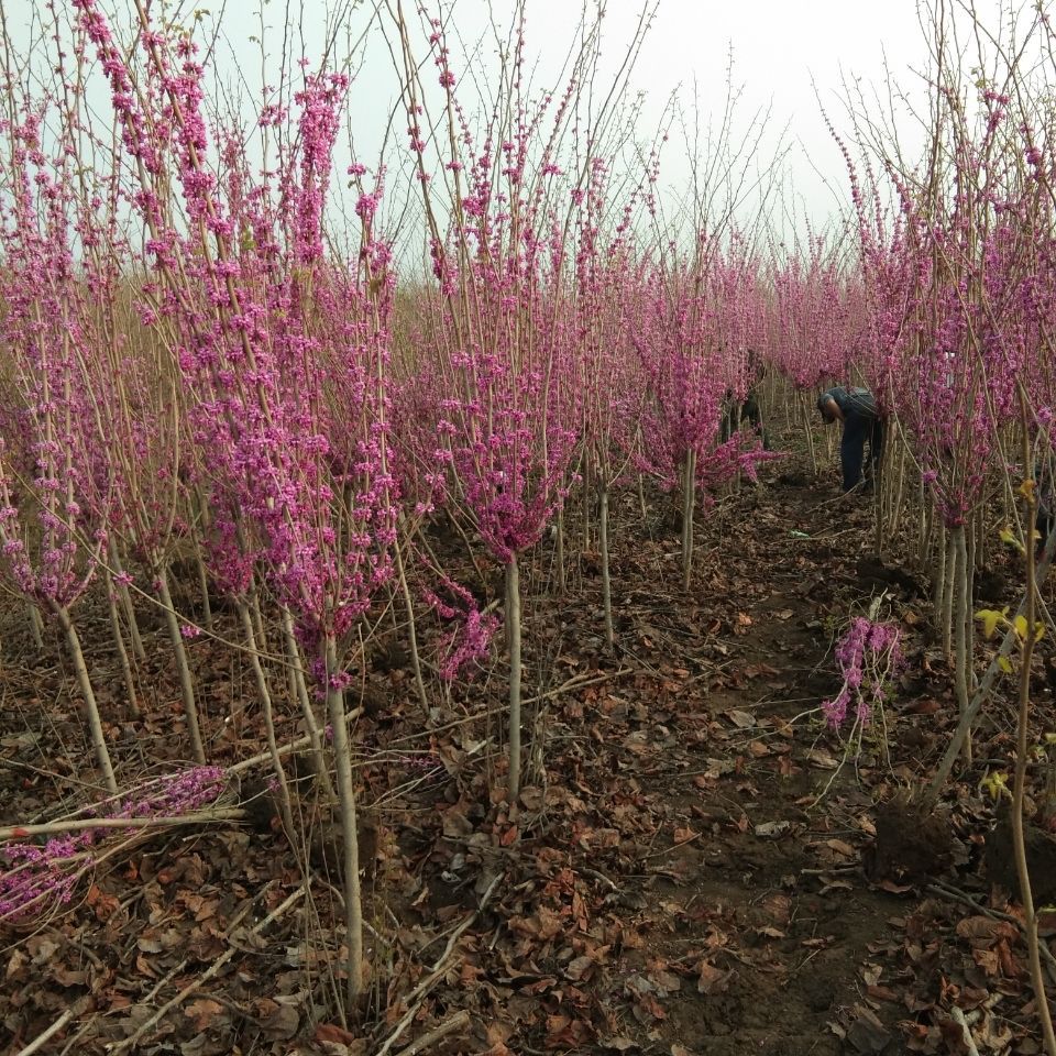 红花紫荆  紫荆花树苗满条红庭院别墅花园观花植物绿化工程树苗