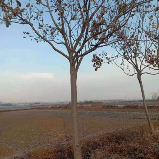 普通栾树  精品栾树     价格便宜