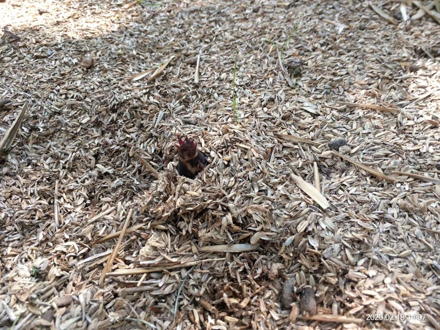 自产新鲜春笋，白嫩，江浙沪一天就到，新鲜脆嫩，一致好评。