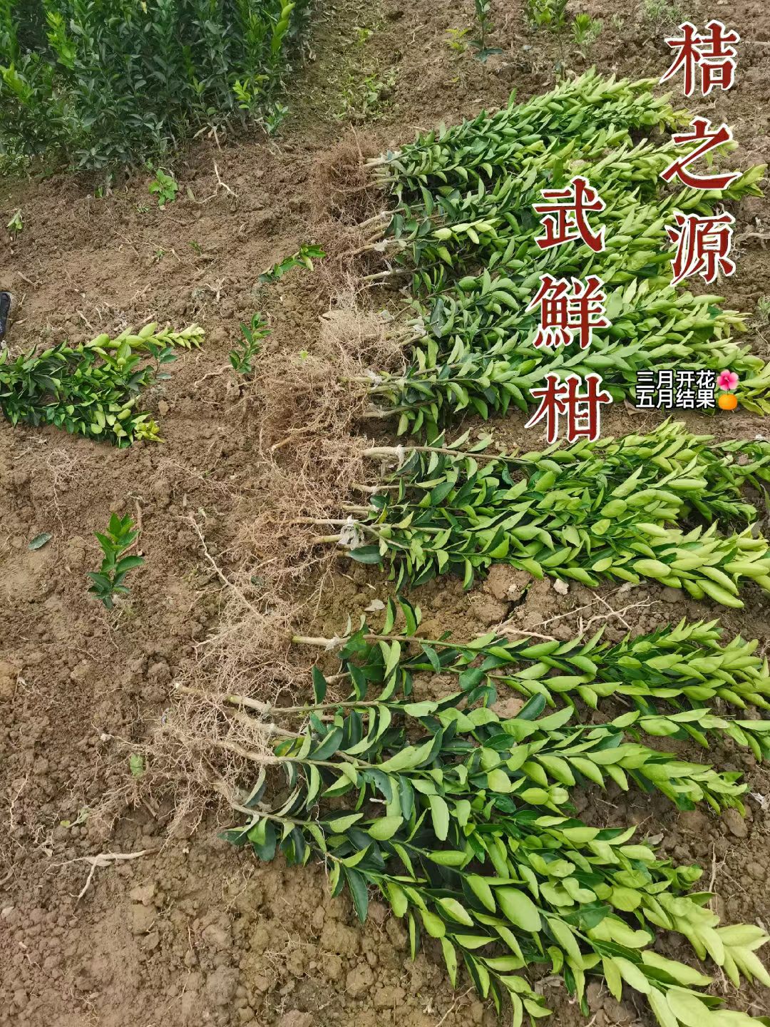 武鲜柑苗 品种源头直供果苗