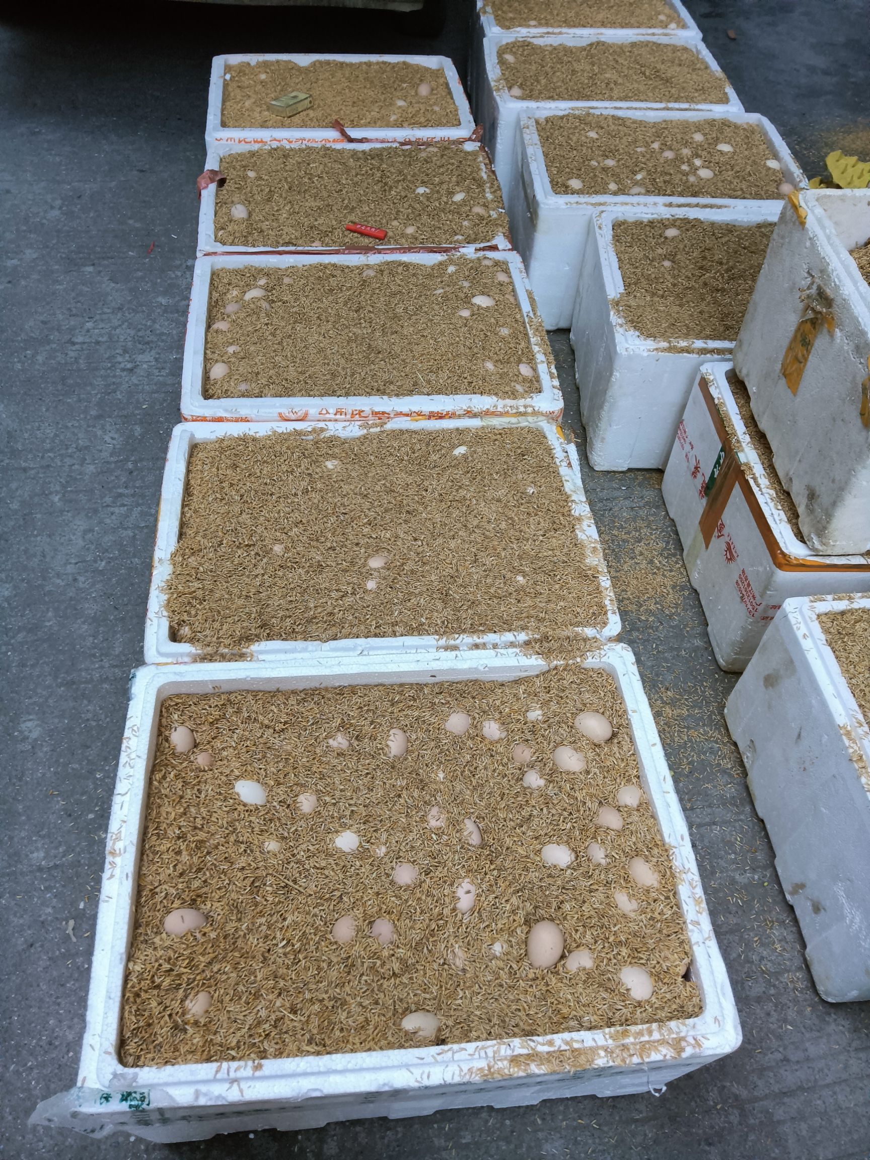 批发土鸡蛋，初生蛋，粉蛋，绿壳鸡蛋。