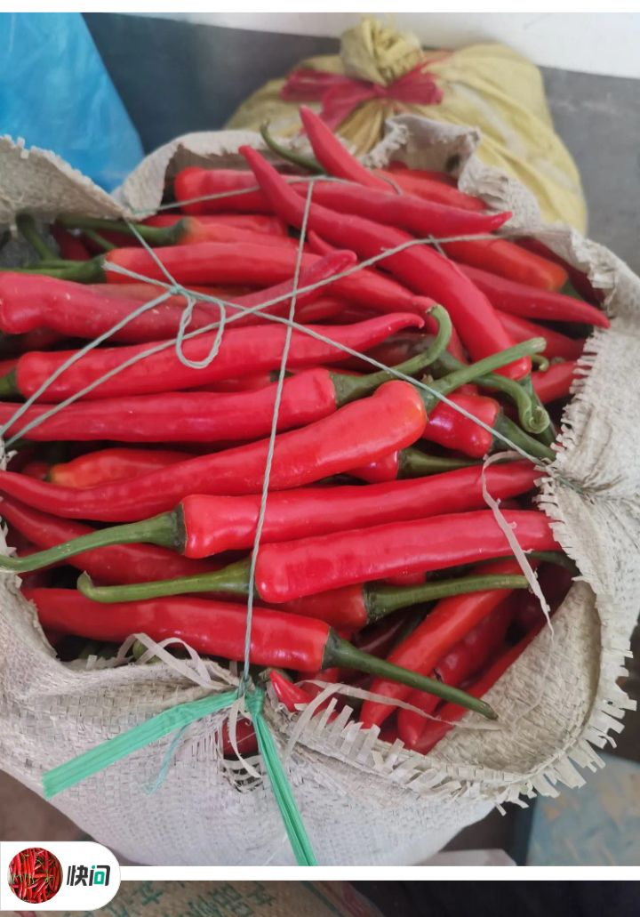 美人椒  200亩基地