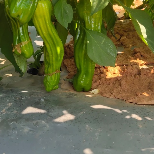 昌江县新优泡椒  辣椒