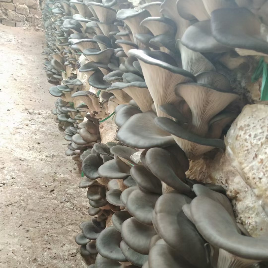 平菇蘑菇棚百亩现代化种植干净蘑菇黑肉头厚