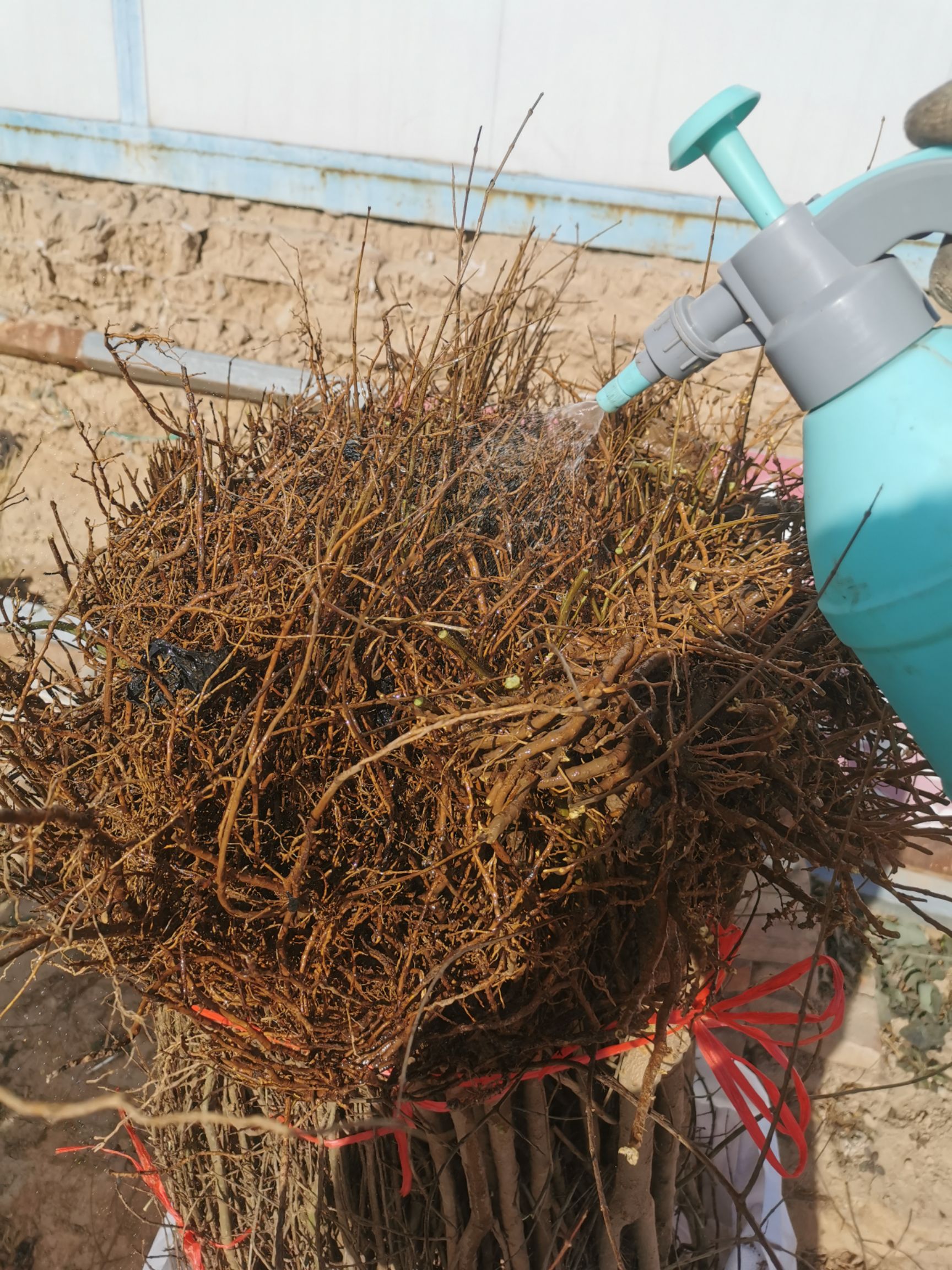 突尼斯软籽石榴树苗  红心软籽石榴树苗，纯度高，品质好