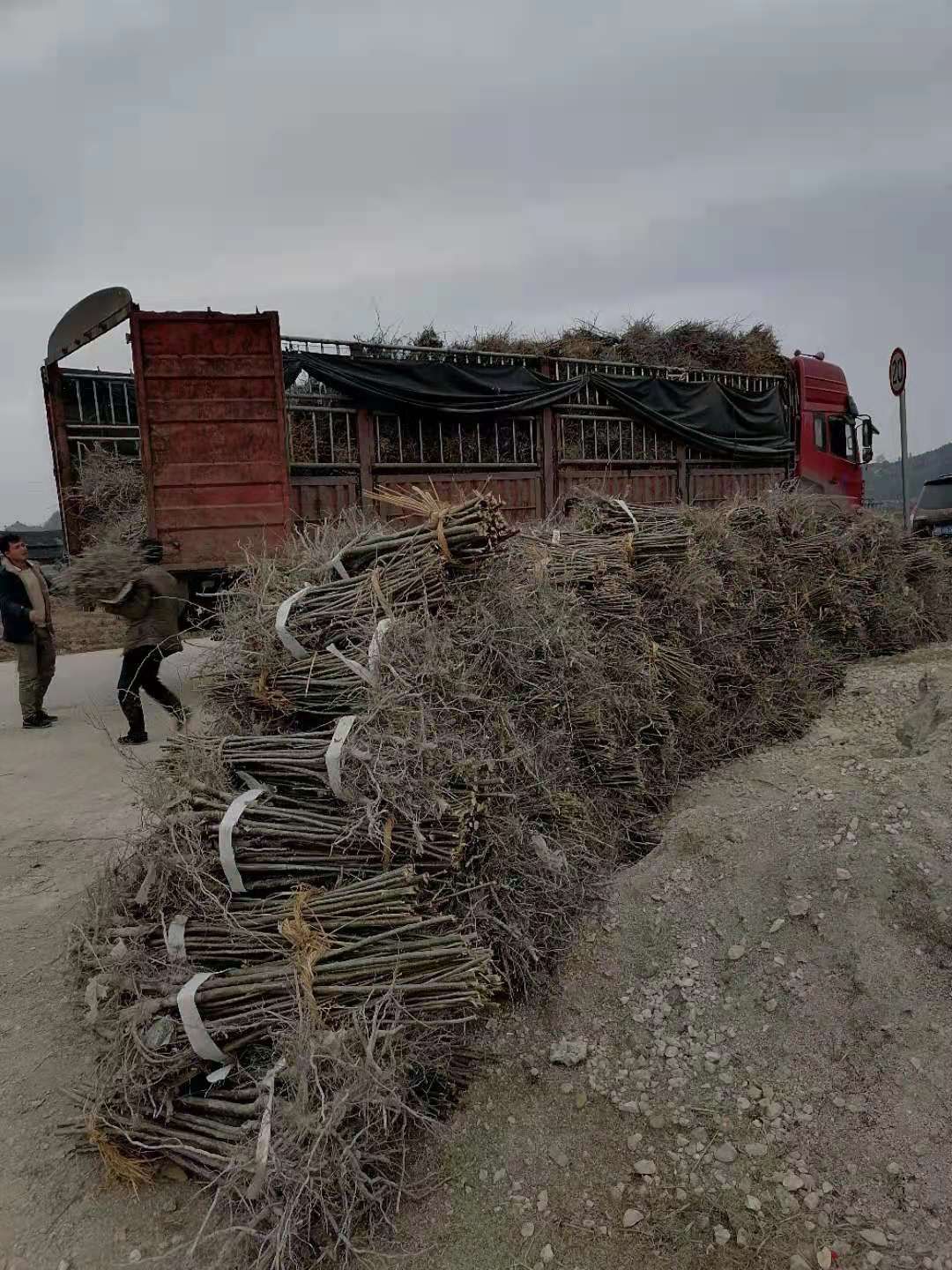 大红袍板栗苗  特大板栗