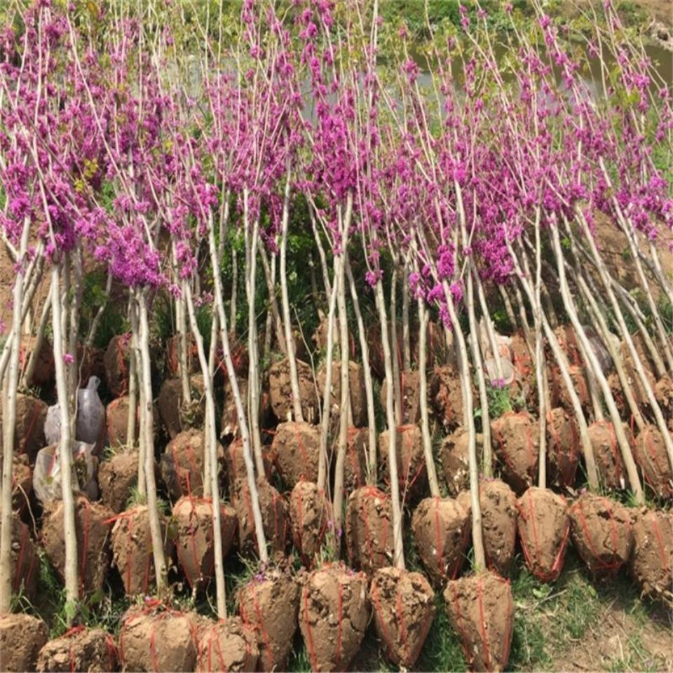 红花紫荆  紫荆花树苗满条红庭院别墅花园观花植物绿化工程树苗