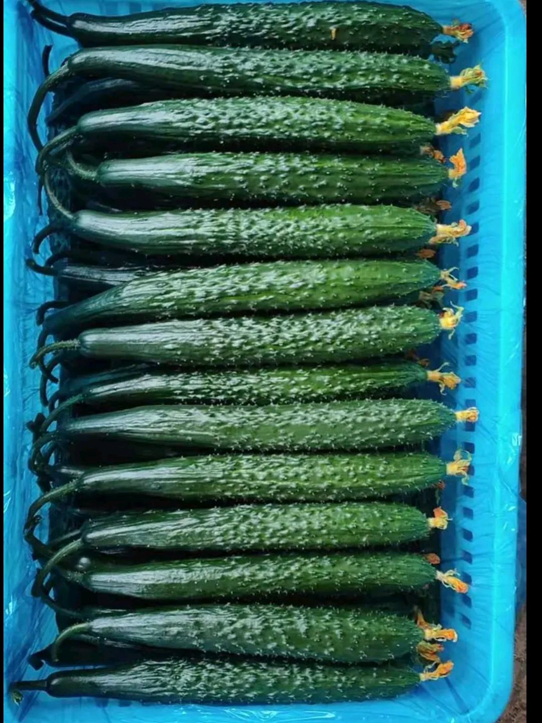 921  精品亮条黄瓜大量上市中，欢迎有需要的老板前来采购！！！！！！