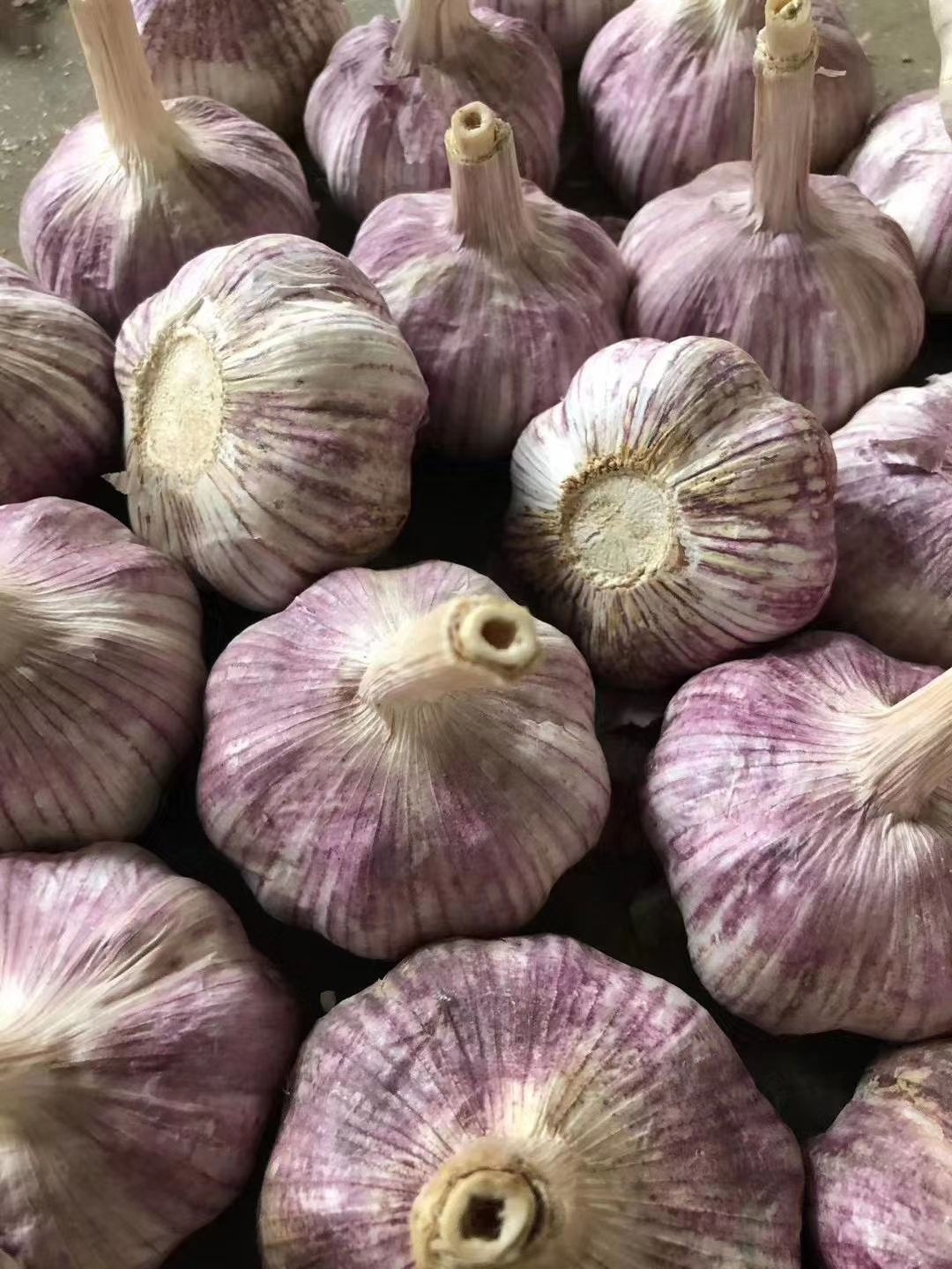 红皮蒜  专业代收储存大蒜  产地直销  代发全国市场