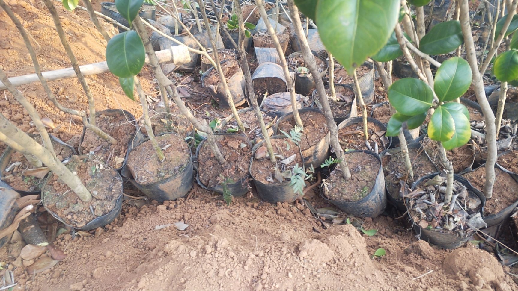 赤丹  茶花树苗，一级靓地苗、袋苗，欢迎你订购