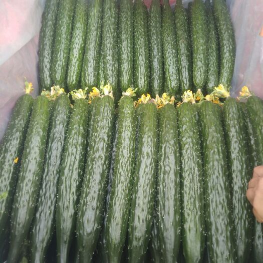 平泉市大刺黄瓜 35~45cm 