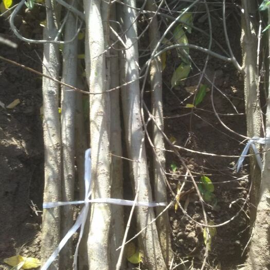 荥阳市红宝石石榴苗  红心软籽石榴树苗，免费提供种植技术，保纯度，成活率高