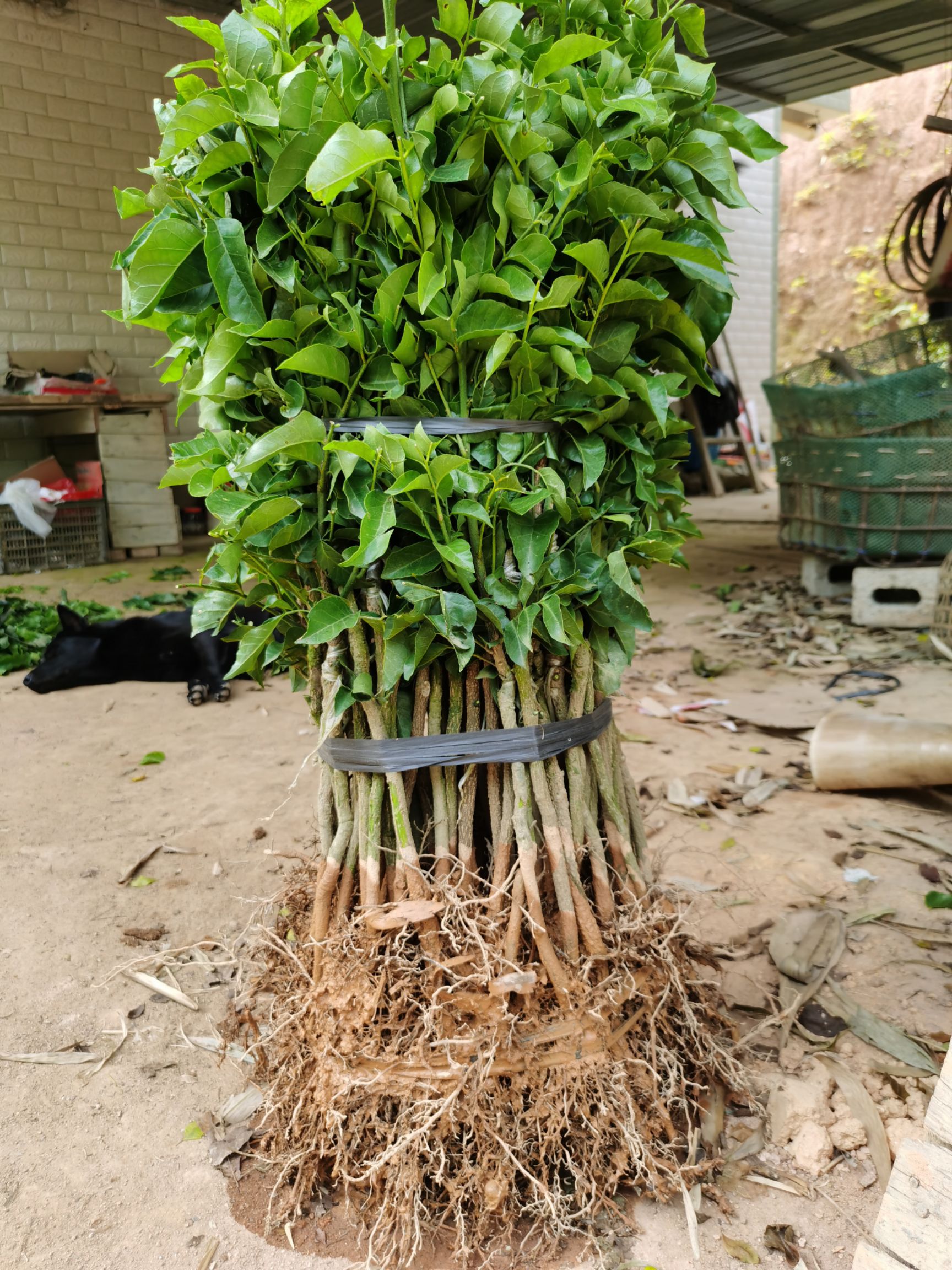 黑黄皮果苗  包正品，果皮遇雨天不会爆裂，第二年可挂果又大又