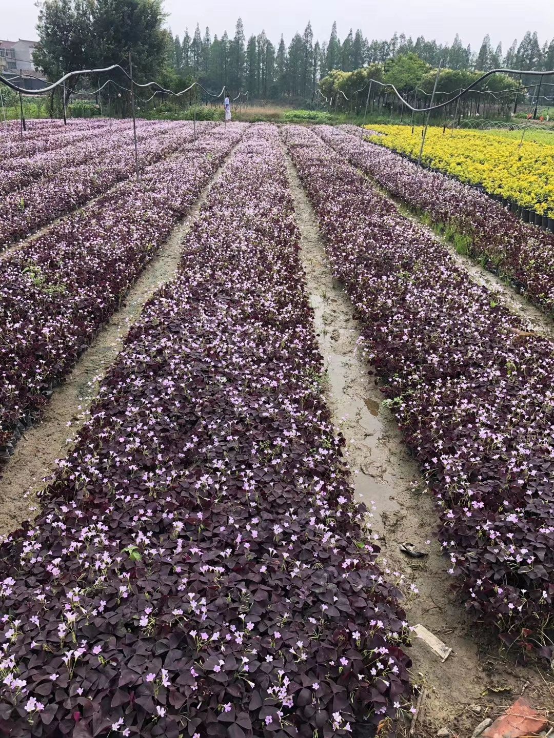 紫叶酢浆草种球