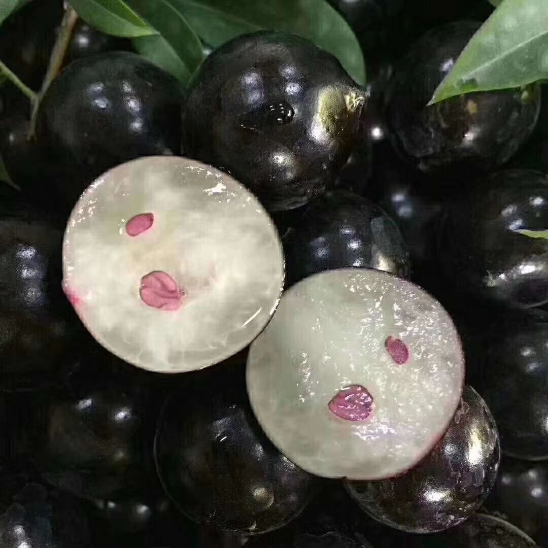 四季嘉宝果 树葡萄
