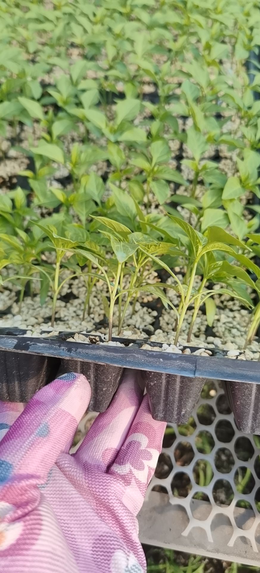 尖椒苗 正大一号，黄皮尖椒，长度30cm左右，耐运输，坐果产量高