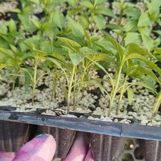 寿光市尖椒苗 正大一号，黄皮尖椒，长度30cm左右，耐运输，坐果产量高