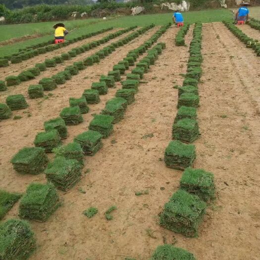 清远草/大叶油草/蓝引3号/马力尼拉