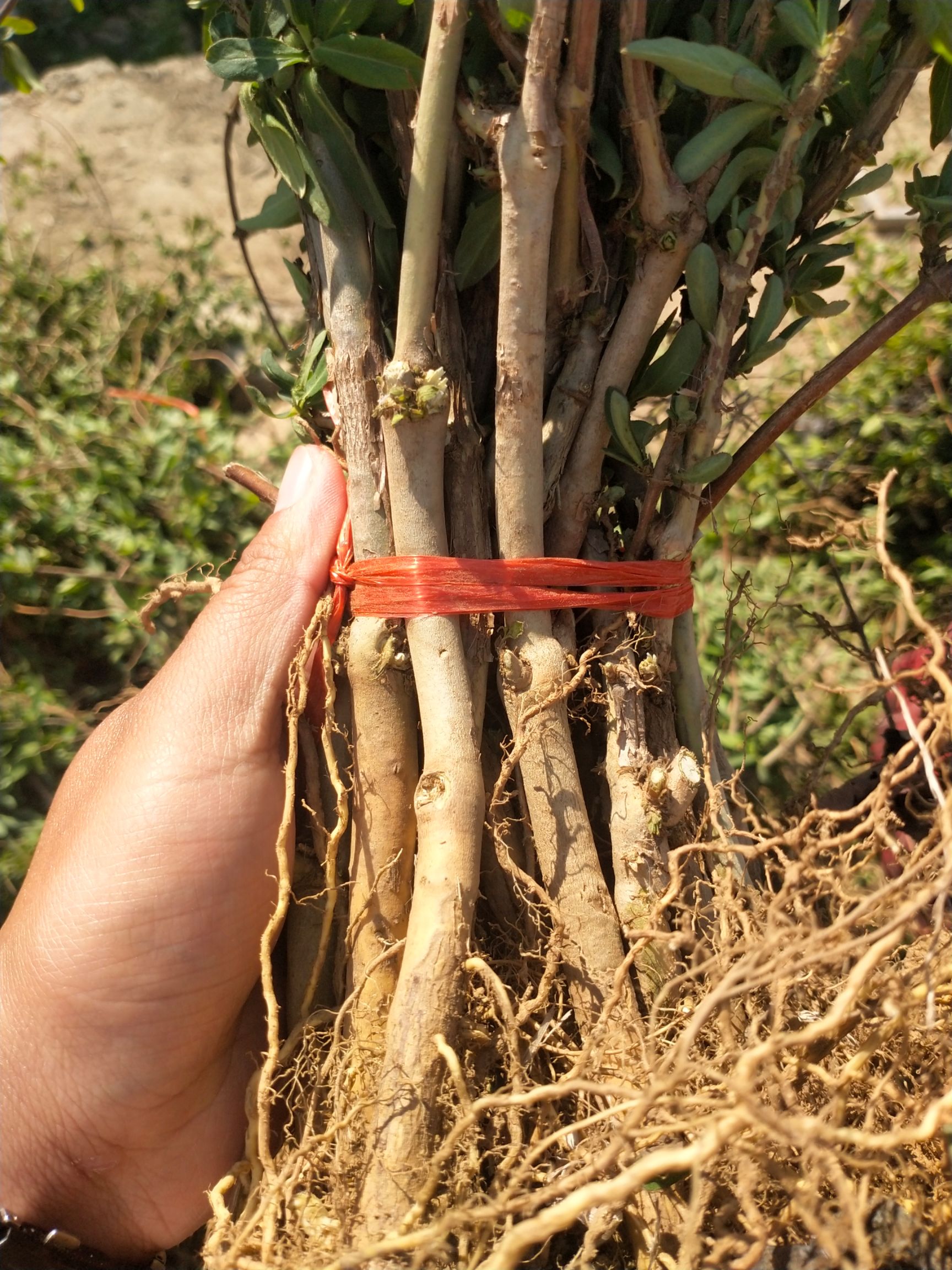 北花一号金银花苗  金银花苗鲁金一号十几天不开花包回收免费提供技术签合同
