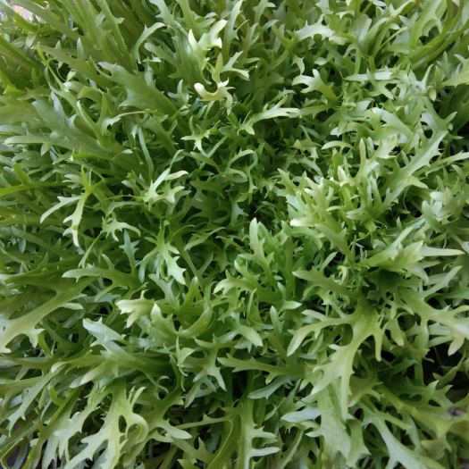 滦南县精品苦菊