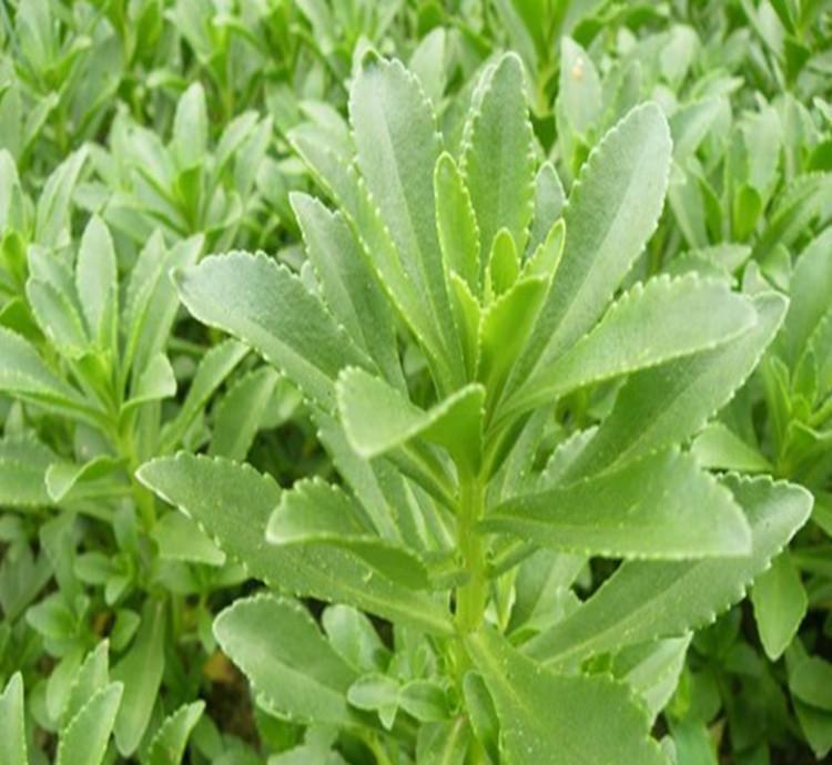 高钙菜种苗养心菜种苗救心菜种苗多年生四季载植