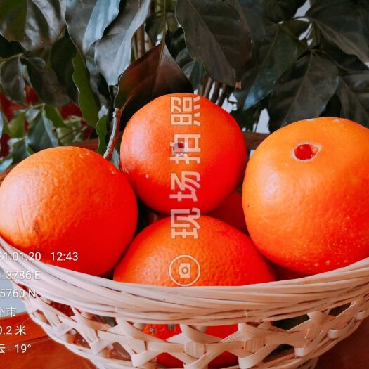 贺州脐橙，血橙（广西贺州）富川脐橙！
