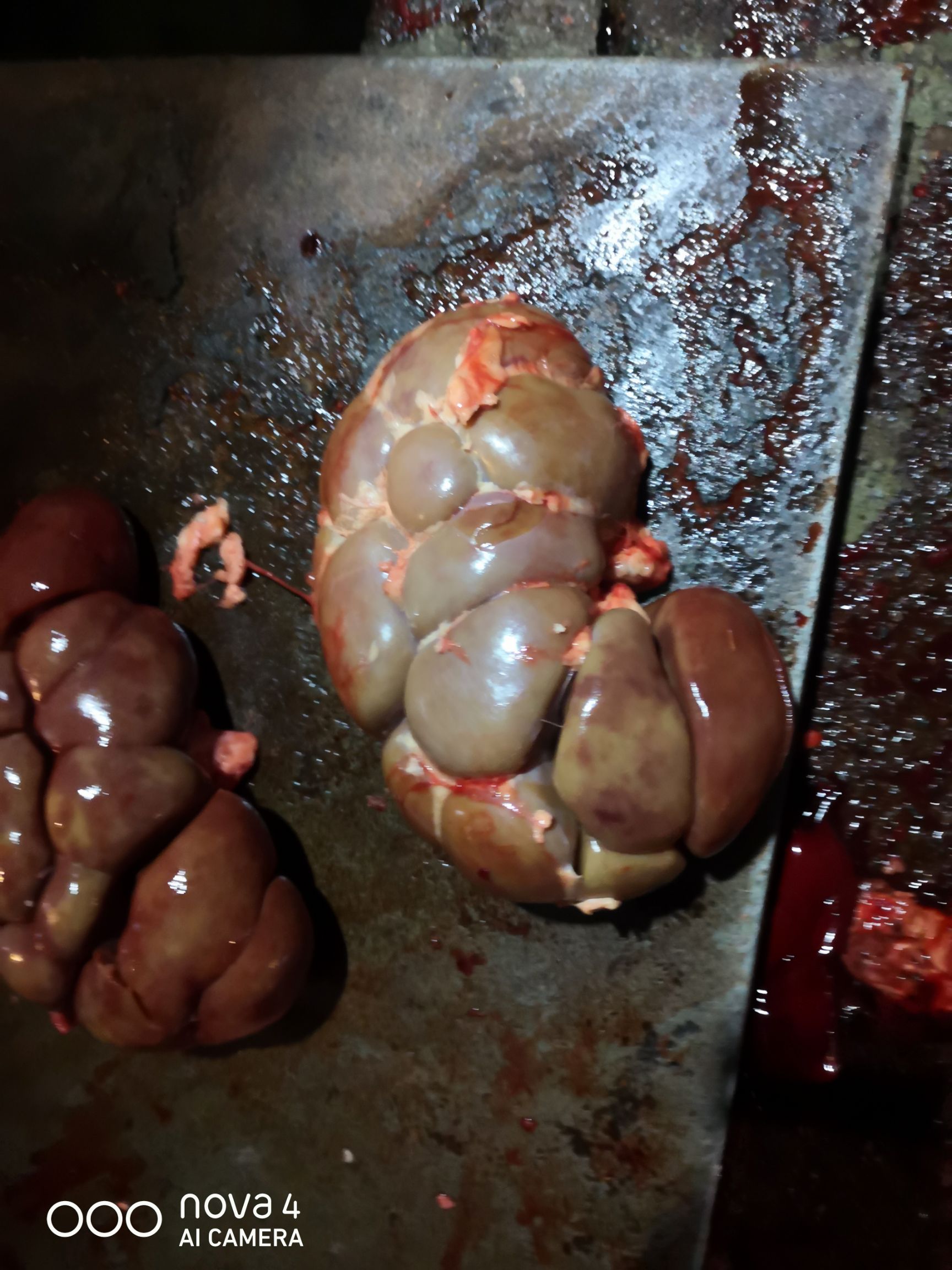 牛杂  牛副产品牛腰