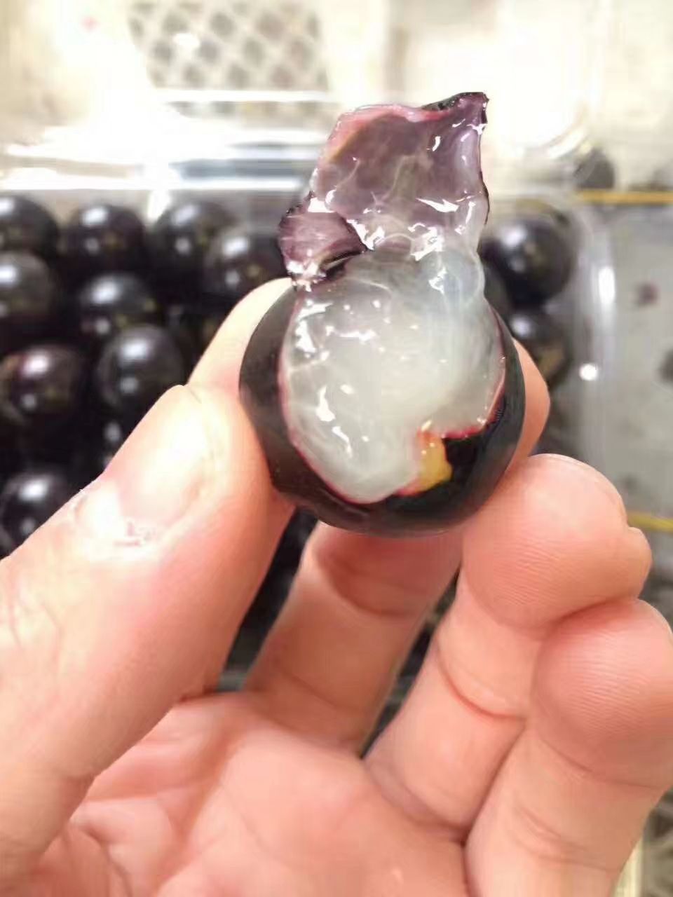 四季嘉宝果 树葡萄