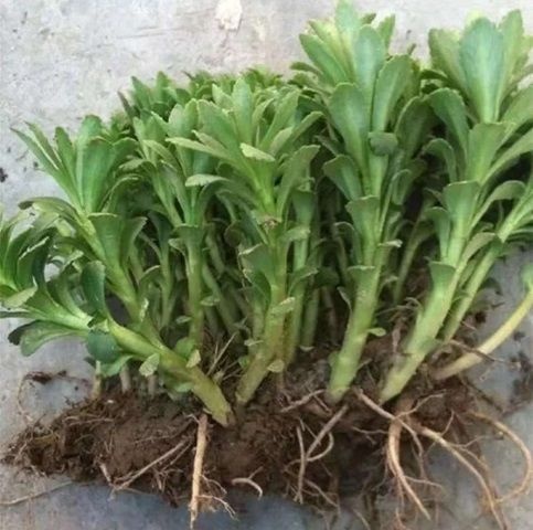 宁晋县高钙菜种苗养心菜种苗救心菜种苗多年生四季载植