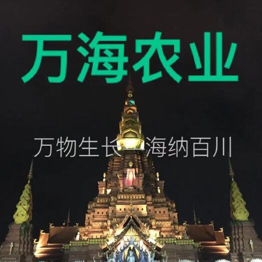 景洪市哈斯牛油果、森林奶油、国内鲜果供应！