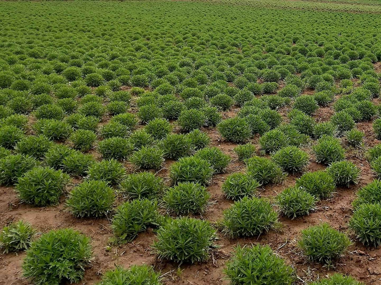 高钙菜种苗养心菜种苗救心菜种苗多年生四季载植