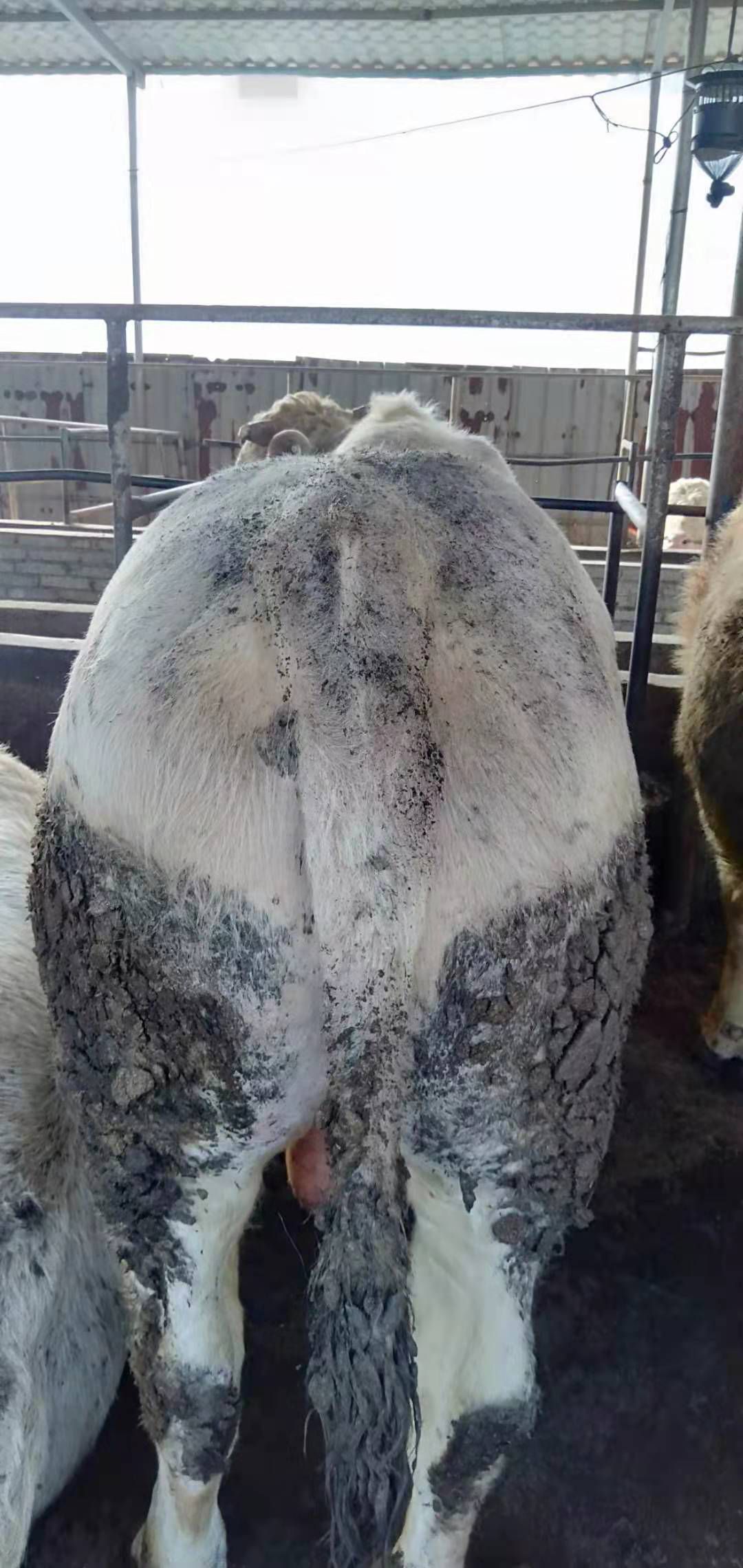 肥牛，肉牛